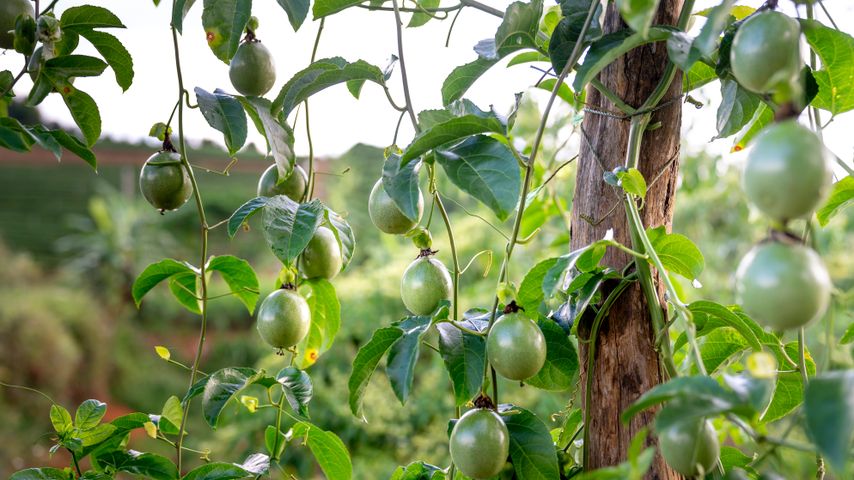 Passion fruit (Passiflora edulis)